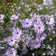 Smooth Blue Aster Seeds