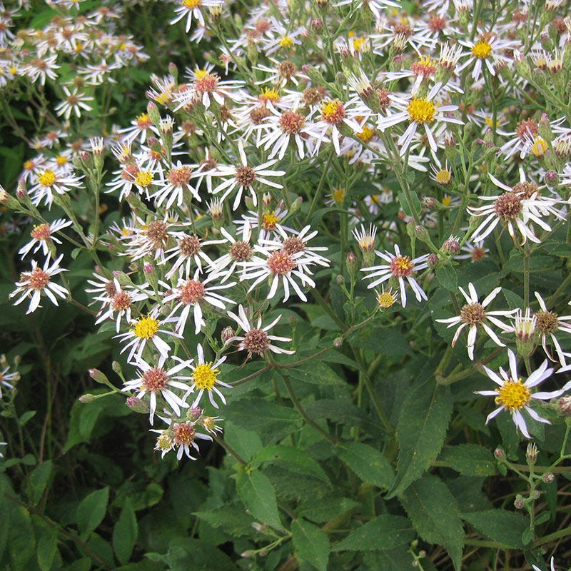 Big Leaf Aster Seeds