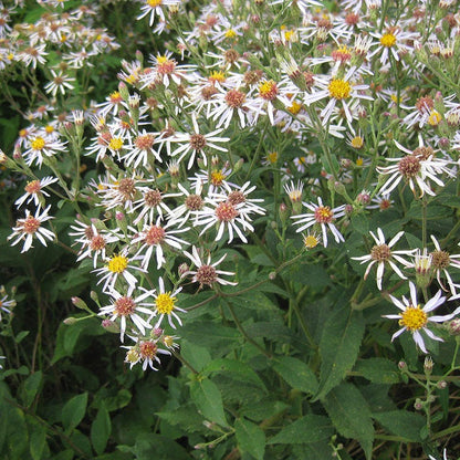 Big Leaf Aster Seeds