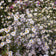 Sky Blue Aster Seeds