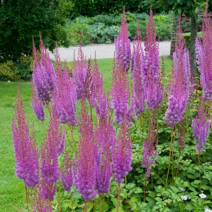 Jewelbox Shade Plant Collection