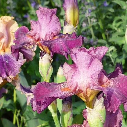 Autumn Rose Reblooming Bearded Iris