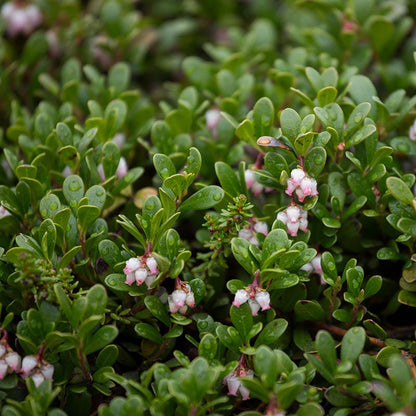 Bearberry