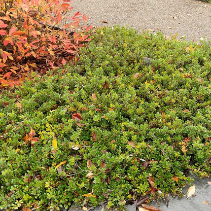 Bearberry