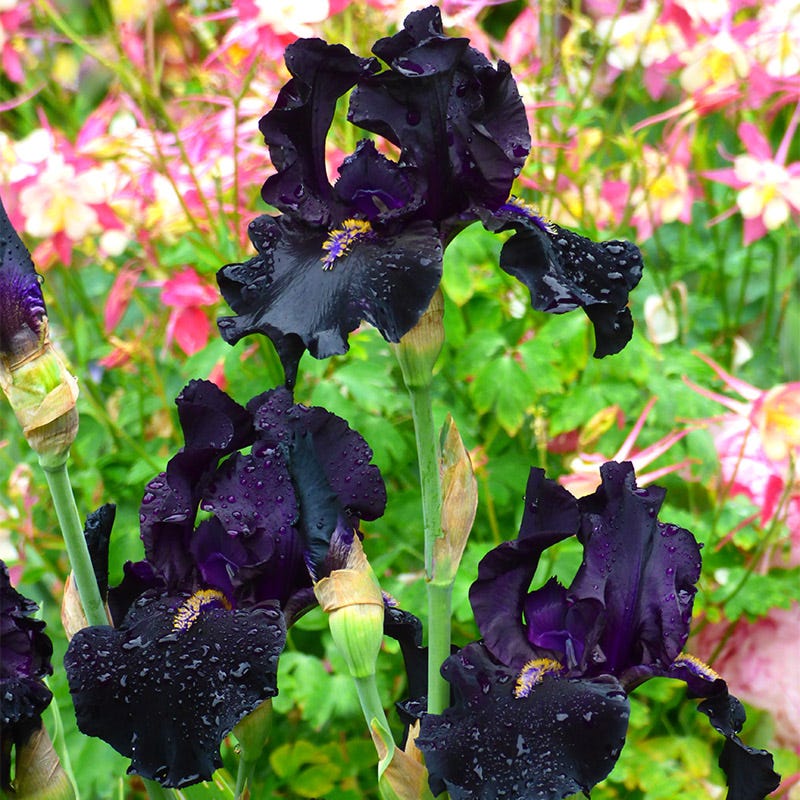 Here Comes the Night Bearded Iris