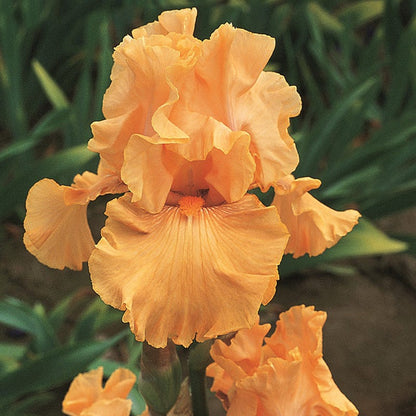Mango Entree Bearded Iris
