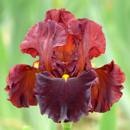 Valentino Bearded Iris