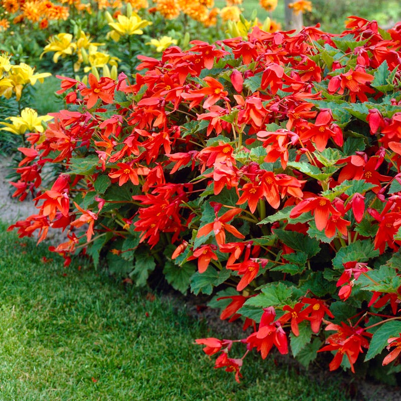 Bertini Begonia