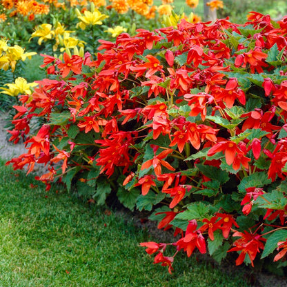 Bertini Begonia