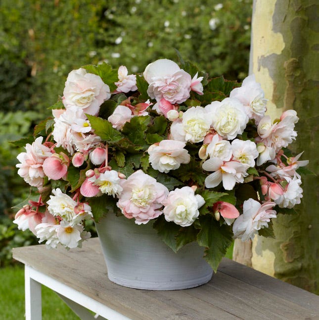 Angelique Fragrant Begonia