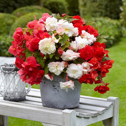 Odorata Begonia Mix