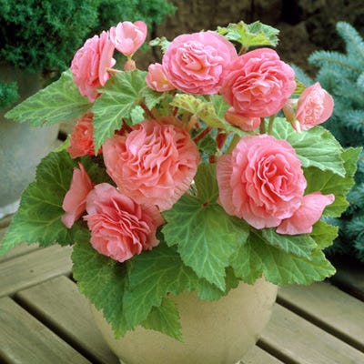 Double Pink Begonia
