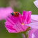 Beneficial Bug Wildflower Seed Mix