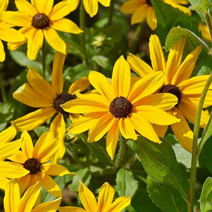 Yellow Wildflower Seed Mix
