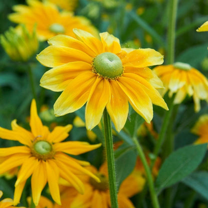 Prairie Sun Black Eyed Susan