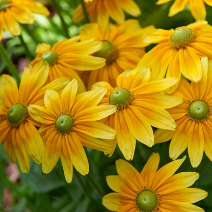 Prairie Sun Black Eyed Susan