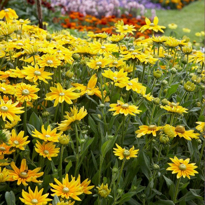Prairie Sun Black Eyed Susan