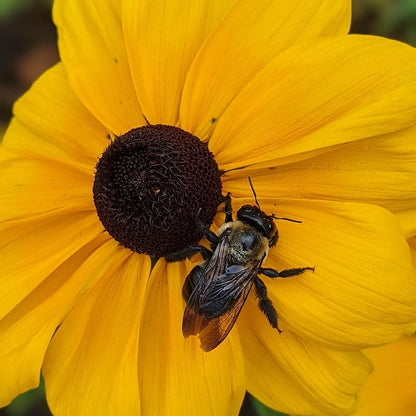 Black Eyed Susan