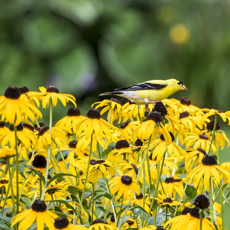 Black Eyed Susan