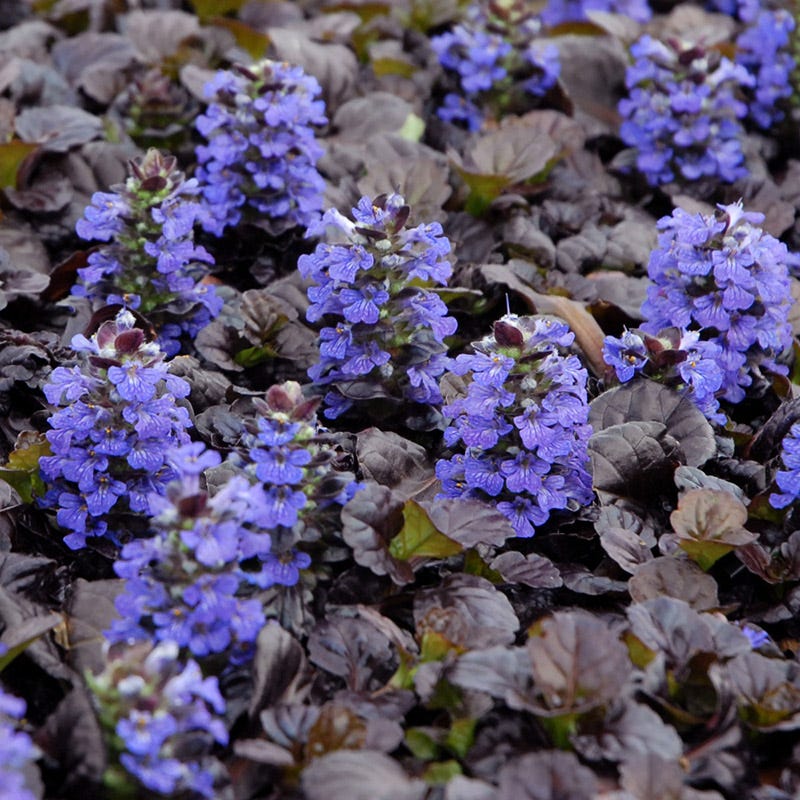 Black Scallop Ajuga Credit: Walter's Gardens Inc