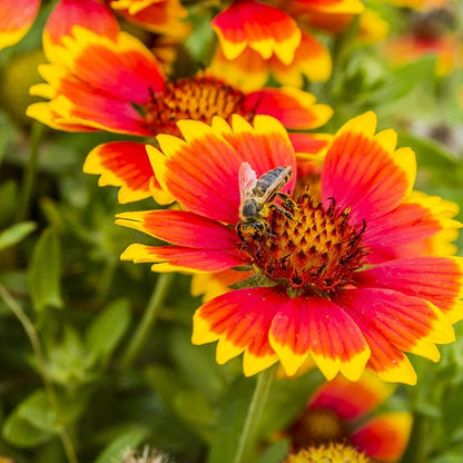 Blanket Flower Seeds