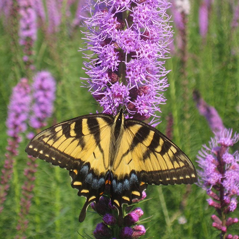 Blazing Star