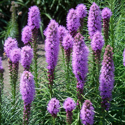 Blazing Star Seeds