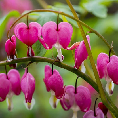Jewelbox Shade Plant Collection