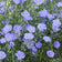 Blue Flax Seeds