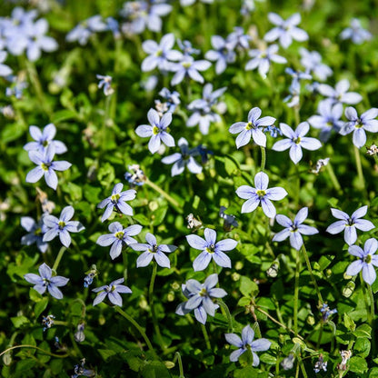 Blue Star Creeper