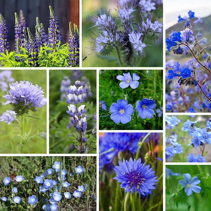 Blue Wildflower Seed Mix