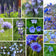 Blue Wildflower Seed Mix