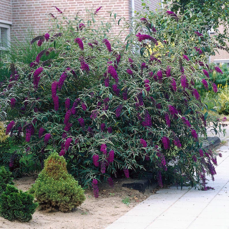 Black Knight Butterfly Bush