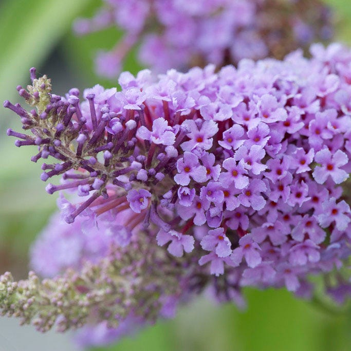 Buzz® Lavender Butterfly Bush