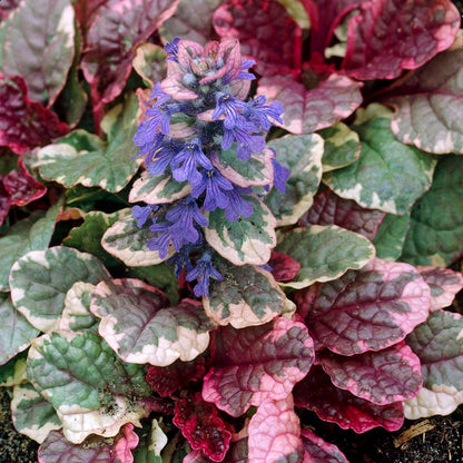 Stormy Shade Low Grow Plant Collection