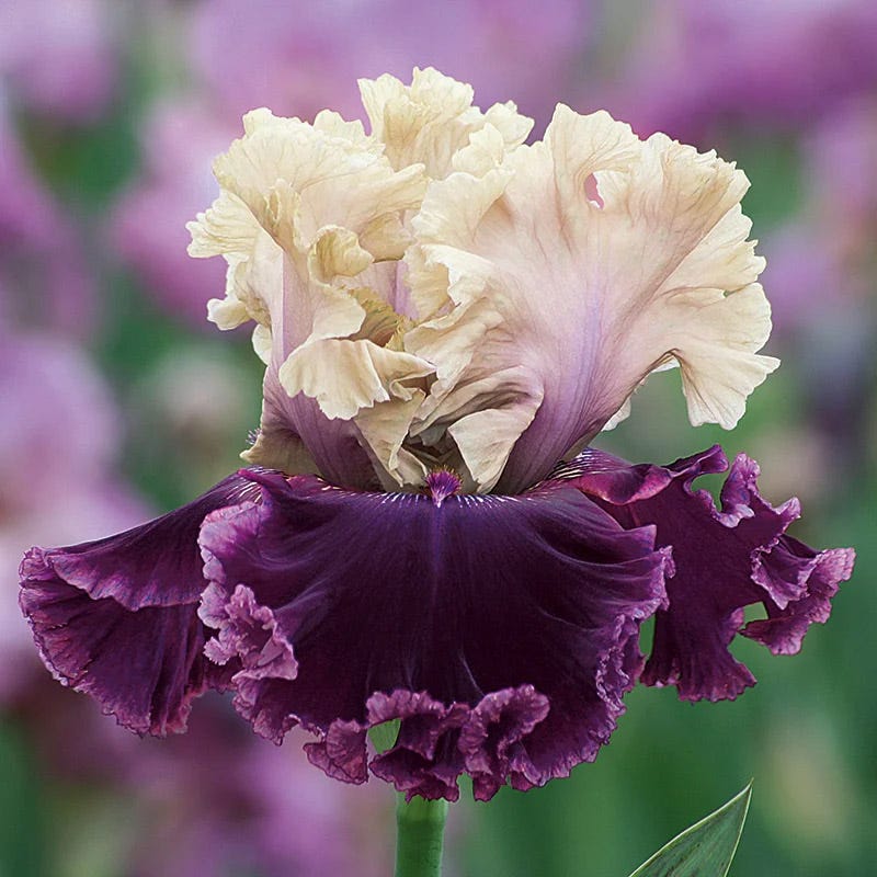 Vintage Ruffles Bearded Iris Collection