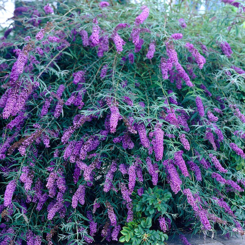 Black Knight Butterfly Bush