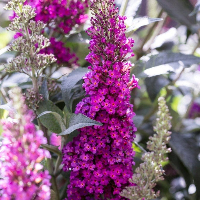 Butterfly Bush Hot Raspberry, Buddleia