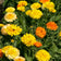 Calendula Seeds