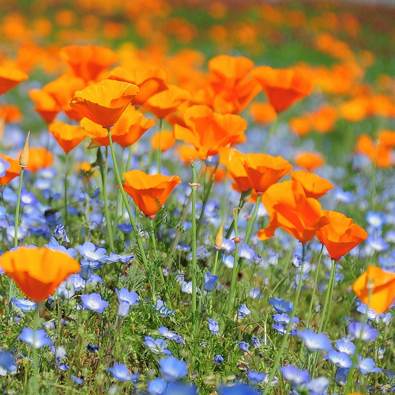 California Poppy Seeds