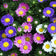 China Aster Seeds Single Mix
