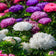 Callistephus chinensis Powder Puff Mix