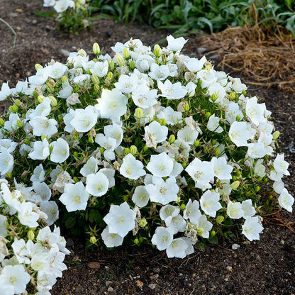 Rapido White Bellflower