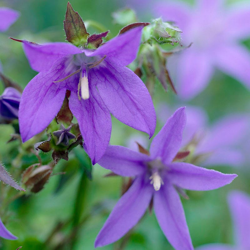 Blue Waterfall Bellflower