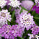 Candytuft Seeds