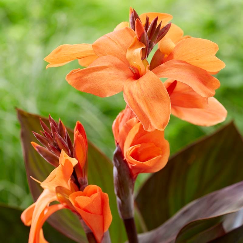 CannaSol™ Happy Wilma Canna Lily