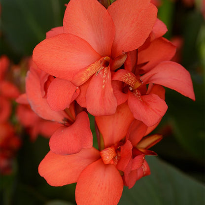Cannova® Red Shades Canna Lily