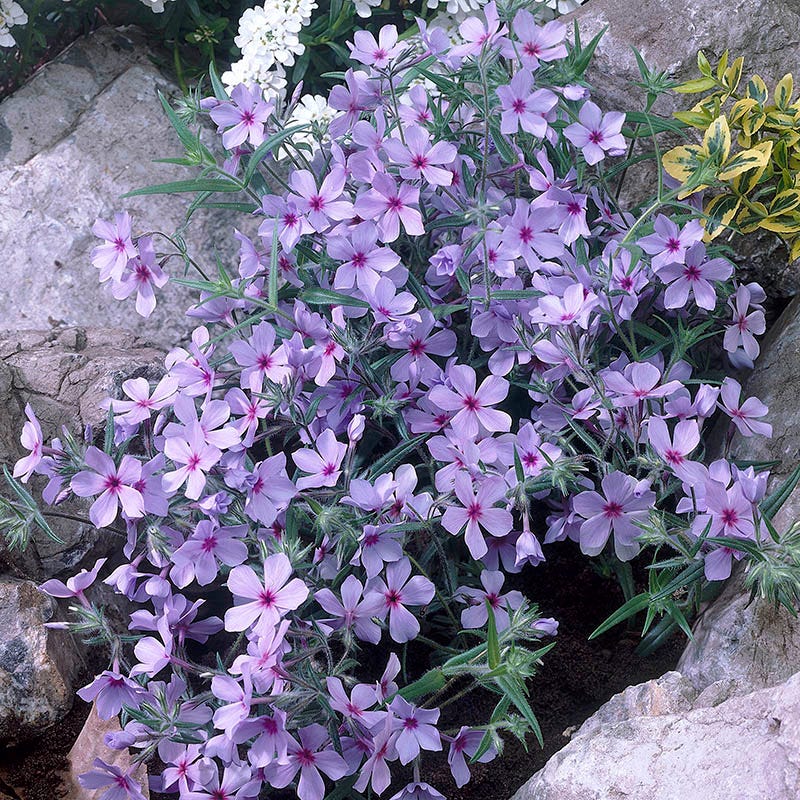 Chattahoochee Woodland Phlox
