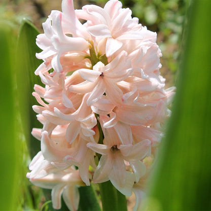 Princess Garden Bulb Collection