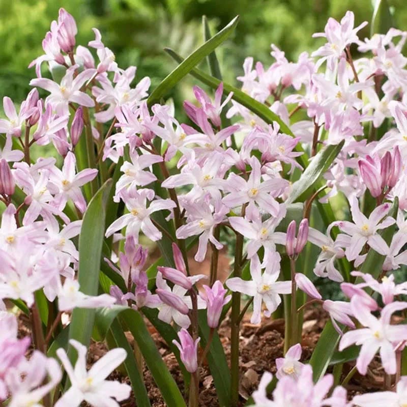 Naturalizing Lawn Bulb Collection